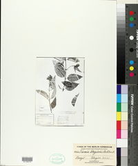 Vismia gracilis image