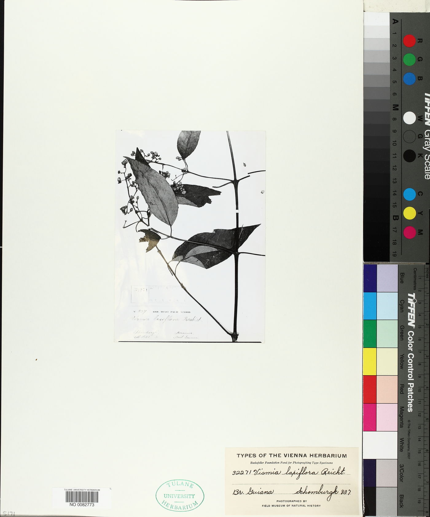 Vismia laxiflora image