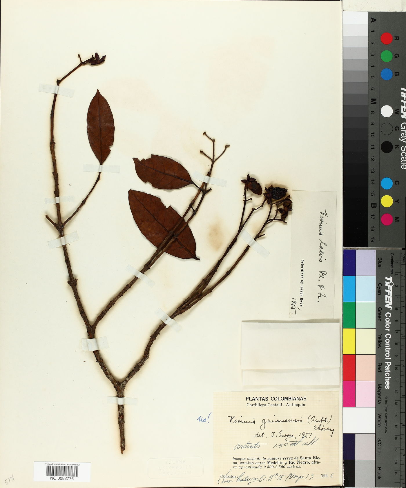 Vismia laevis image