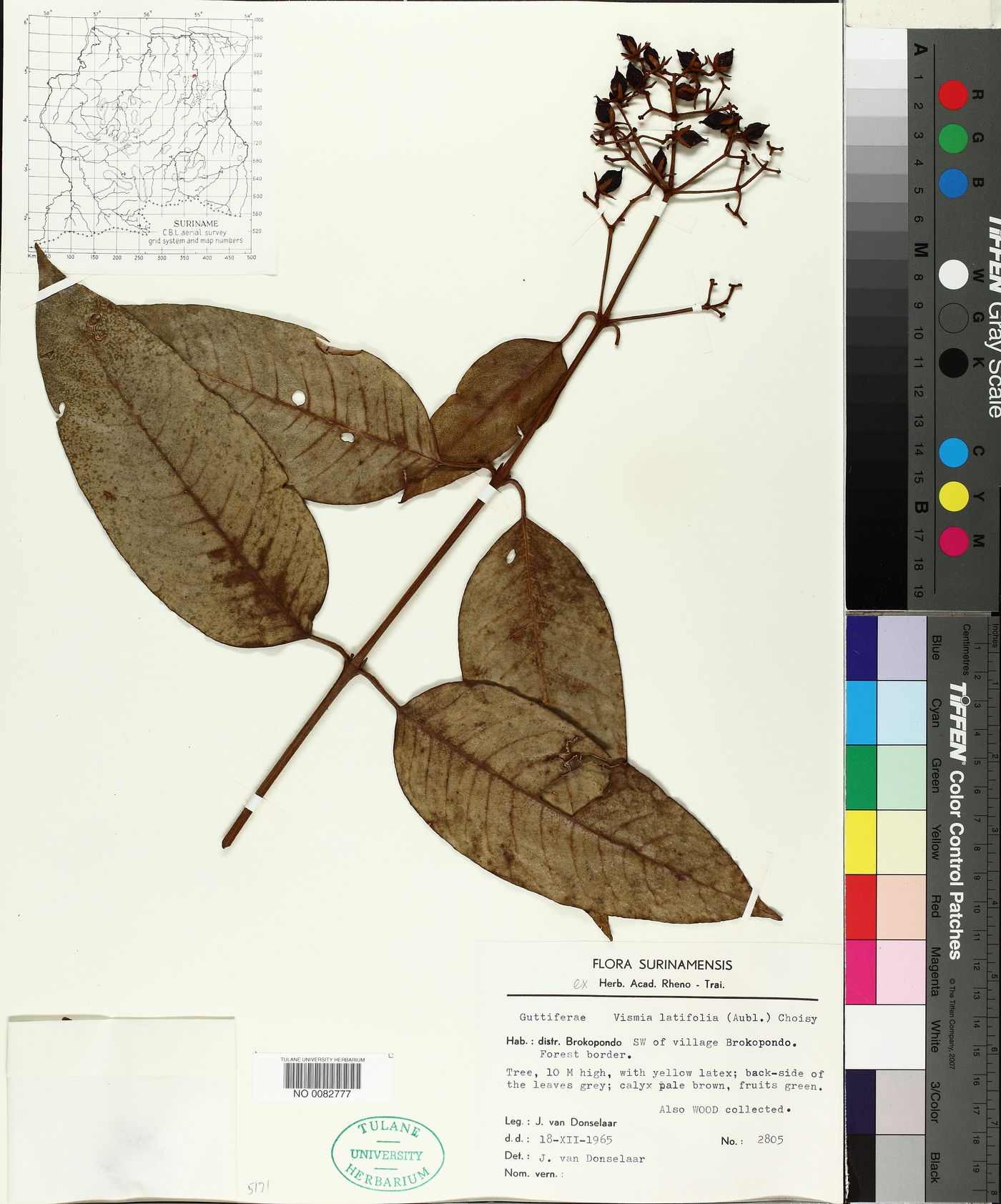 Vismia latifolia image