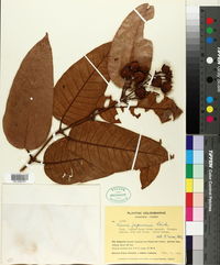 Image of Vismia japurensis