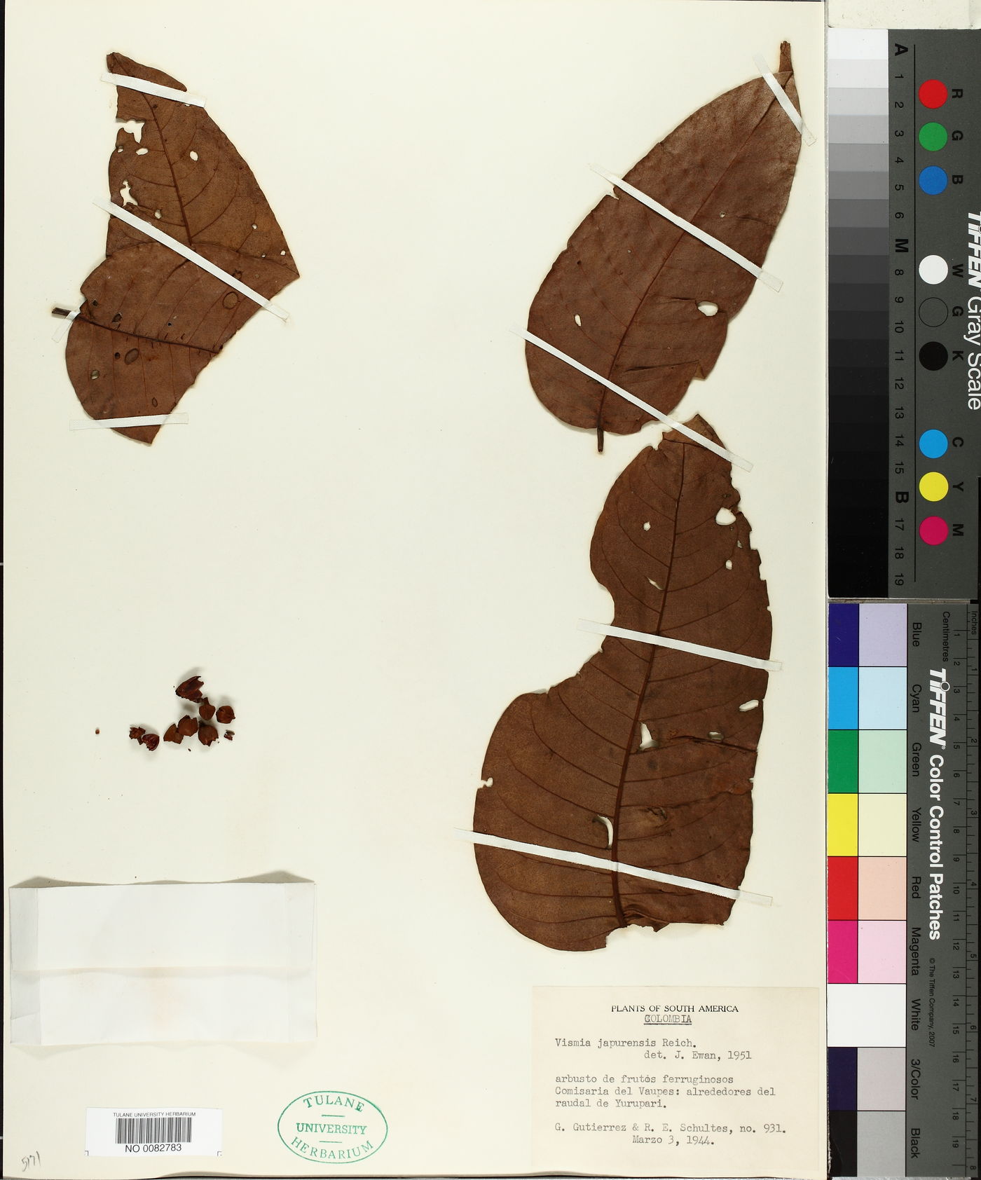Vismia japurensis image