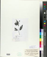 Vismia guianensis image
