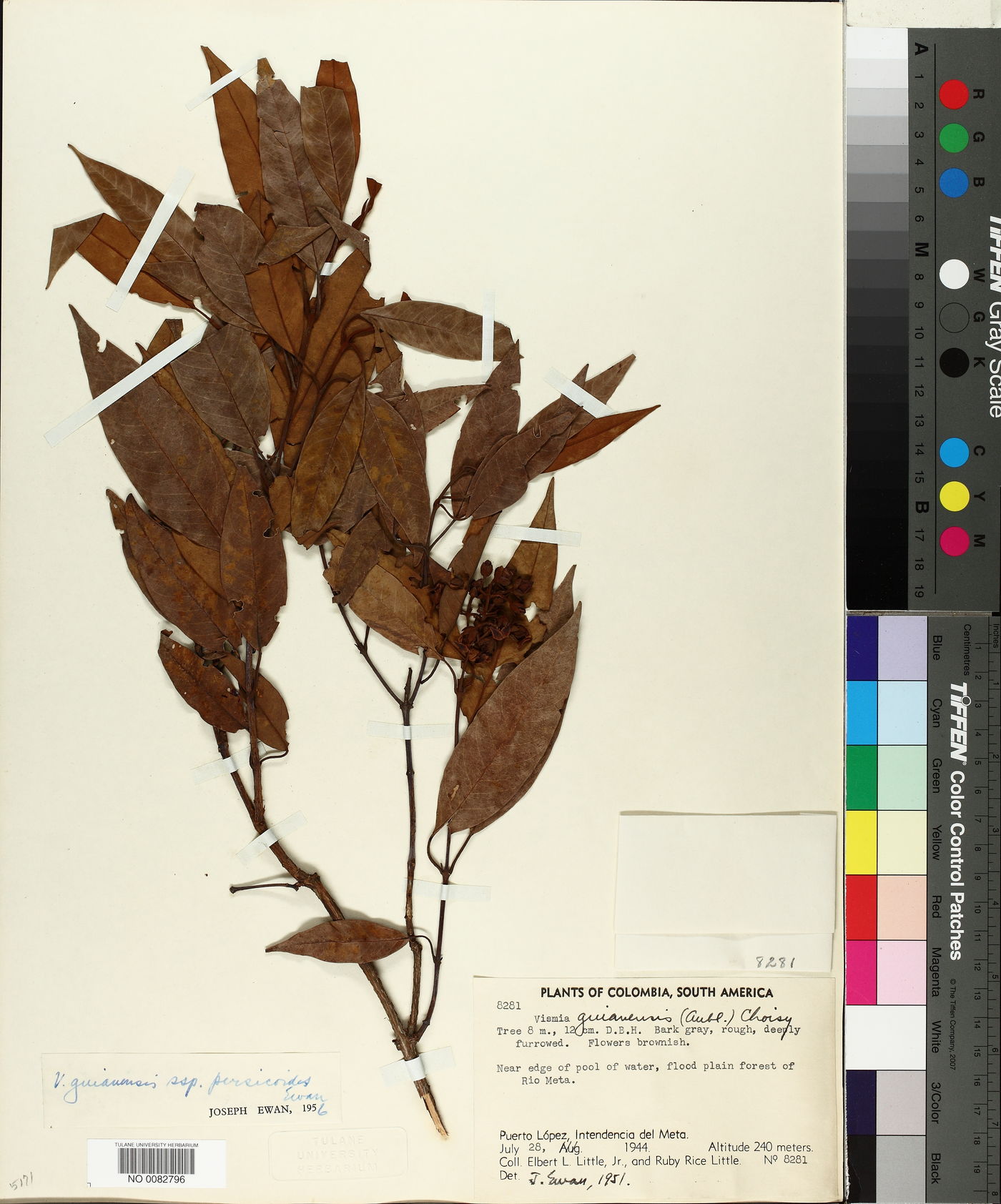 Vismia laxiflora image