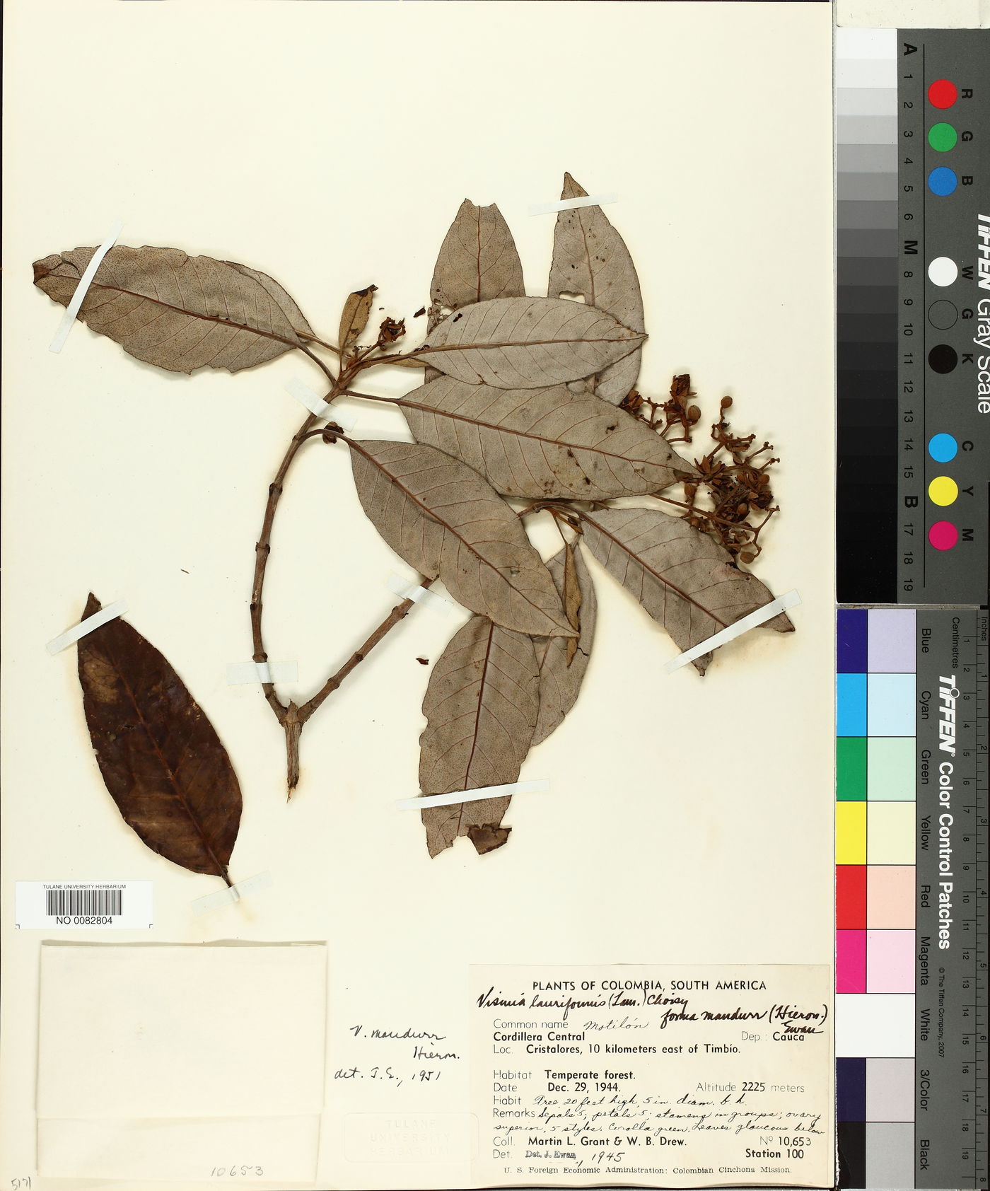 Vismia lauriformis image