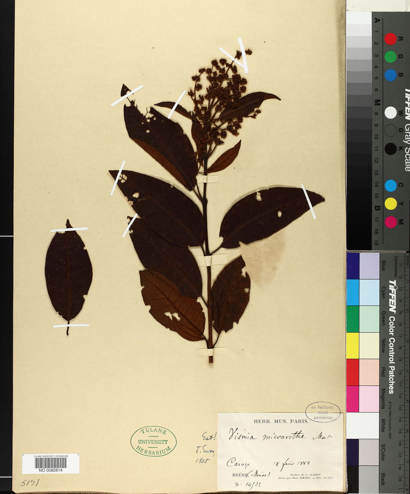 Vismia micrantha image