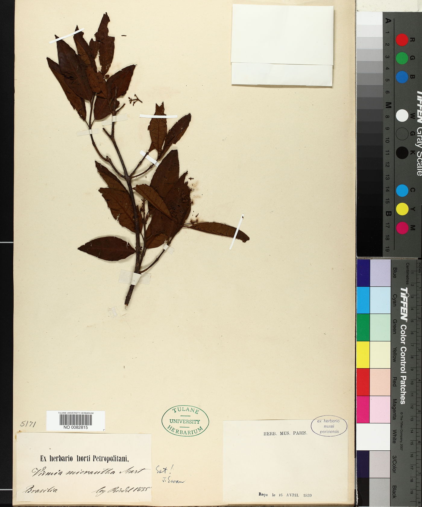 Vismia micrantha image