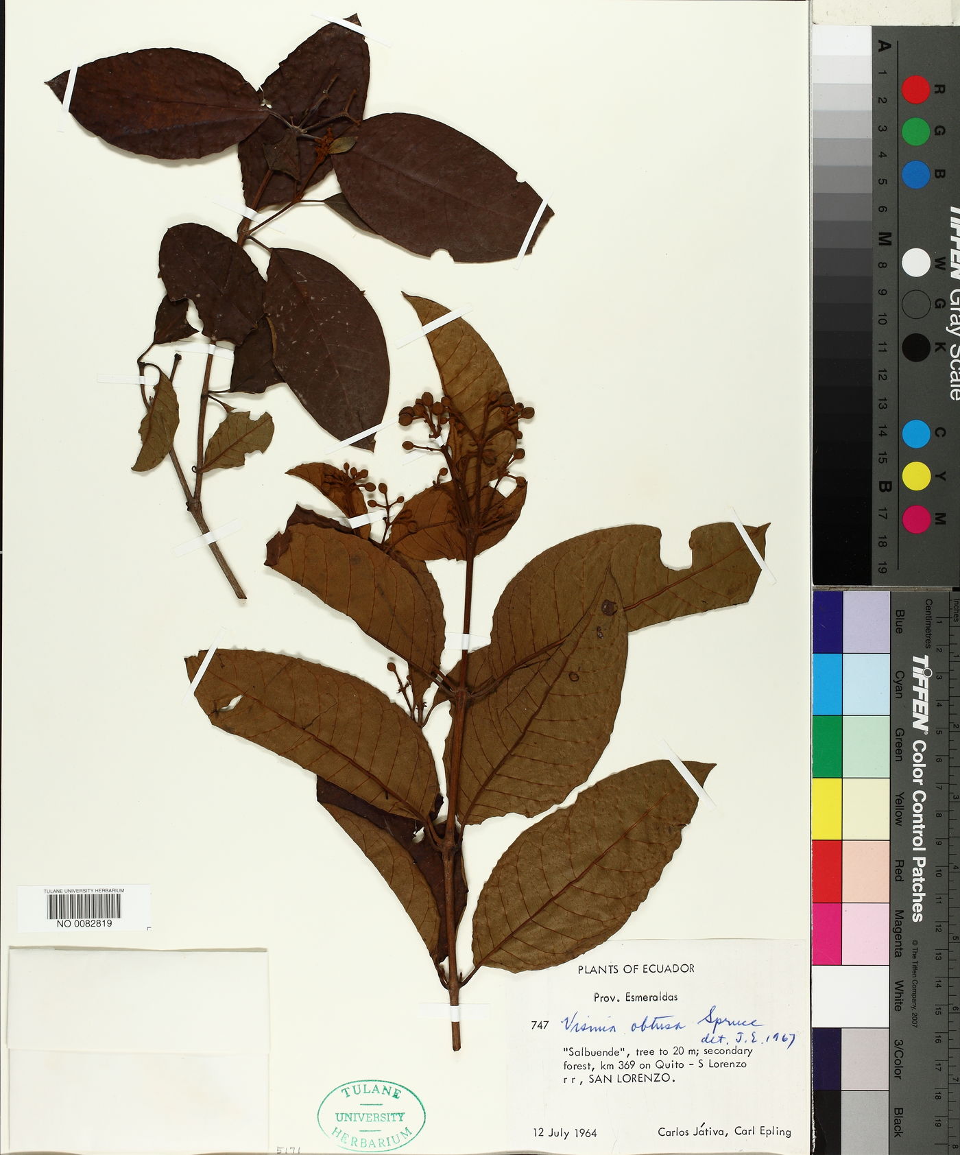 Vismia obtusa image