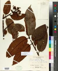 Image of Vismia macrophylla
