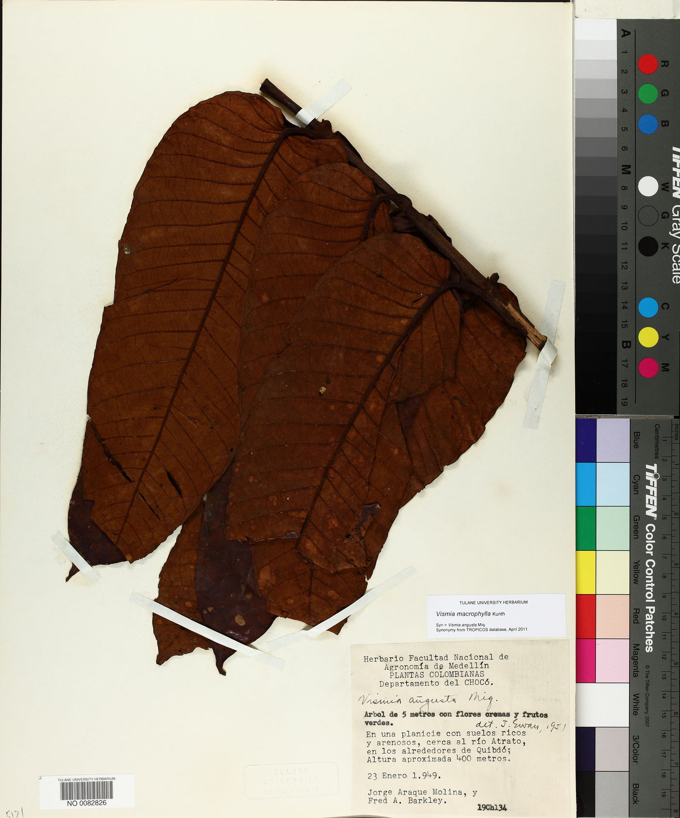 Vismia macrophylla image