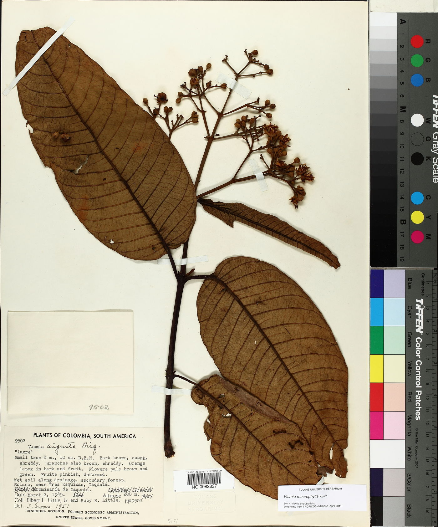 Vismia macrophylla image