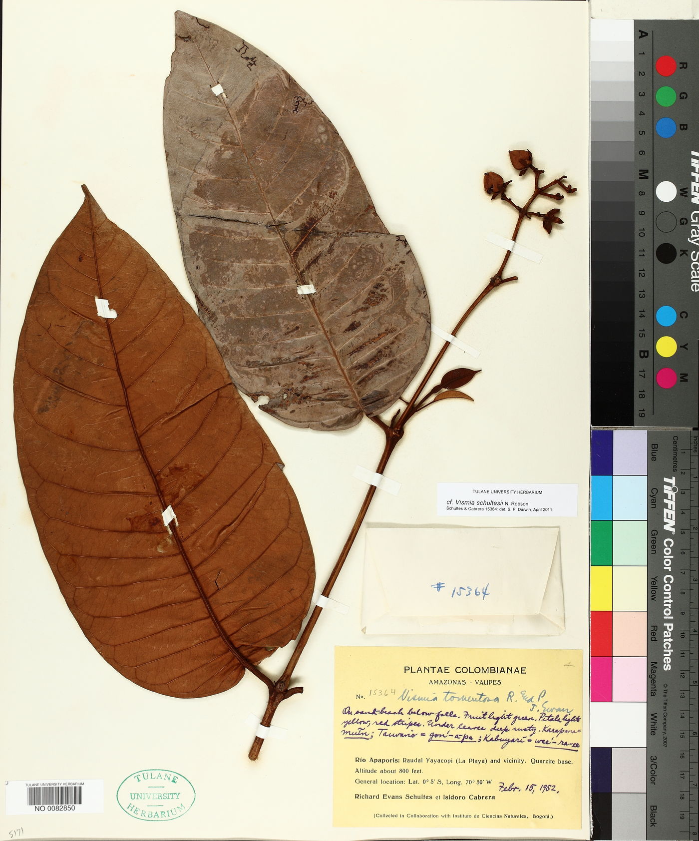 Vismia ferruginea image