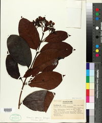 Image of Vismia ovalifolia