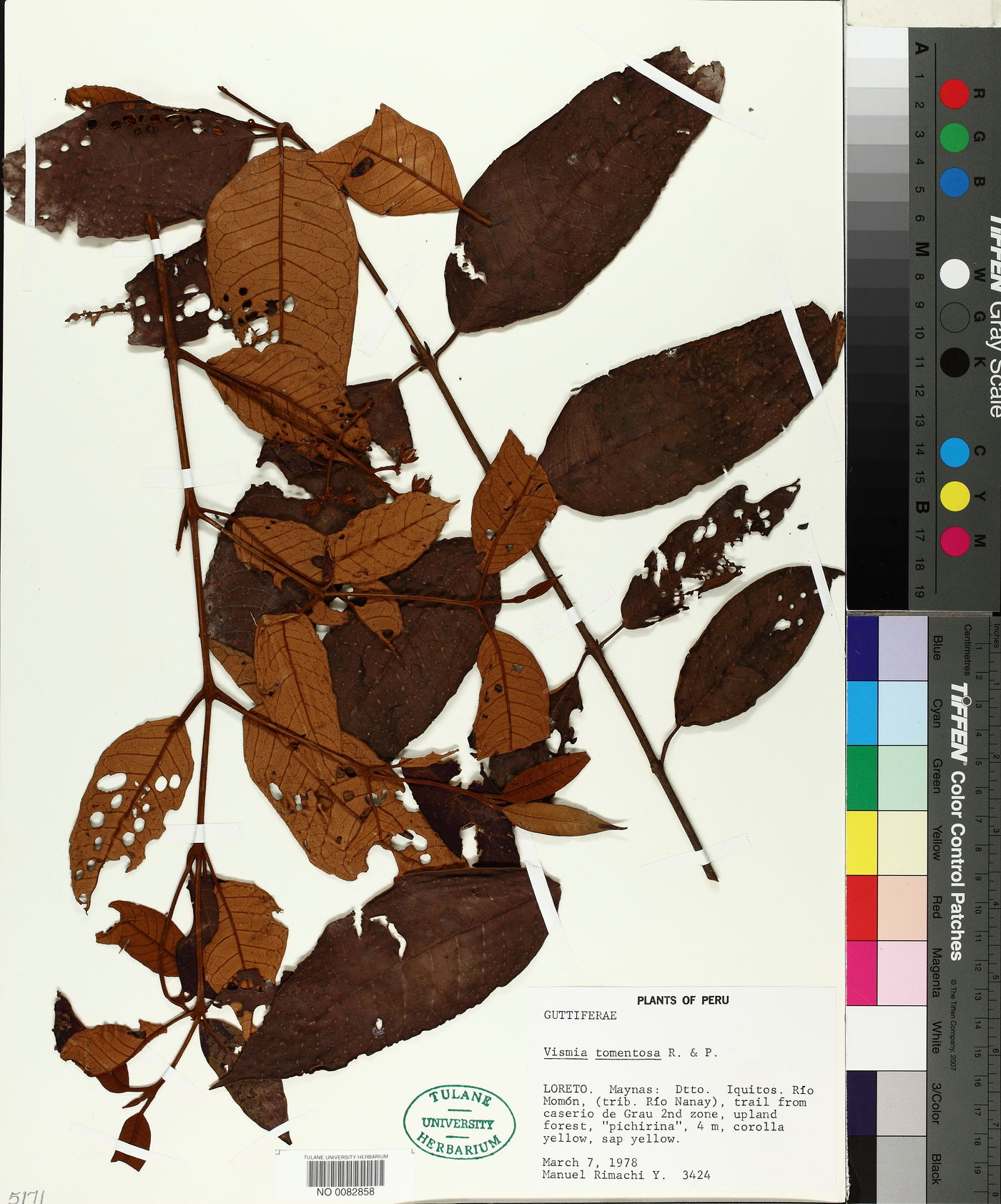 Vismia tomentosa image