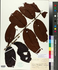 Image of Vismia sessilifolia