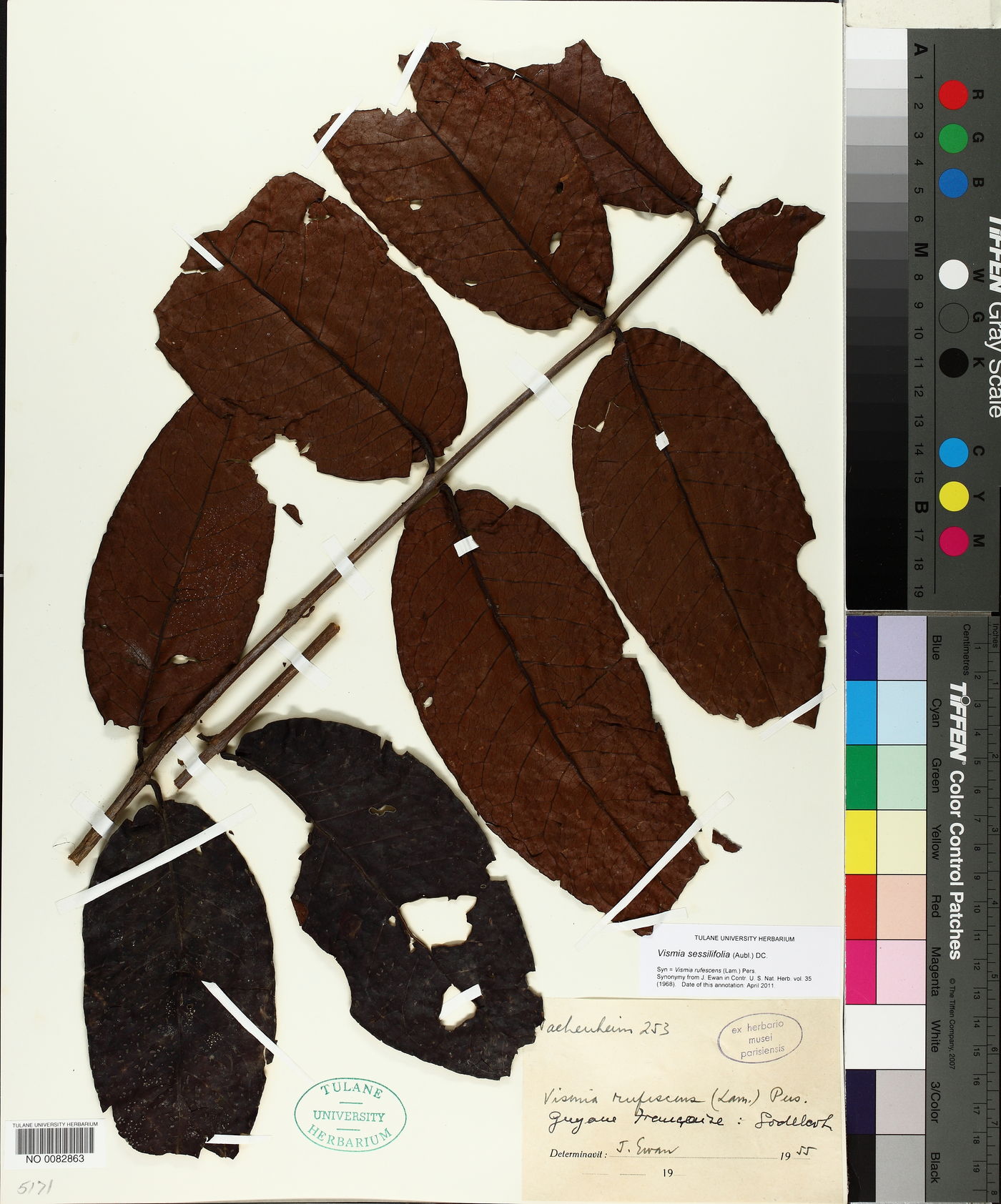 Vismia sessilifolia image