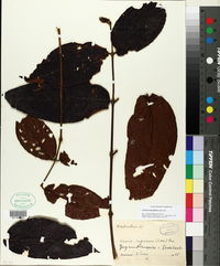 Vismia sessilifolia image