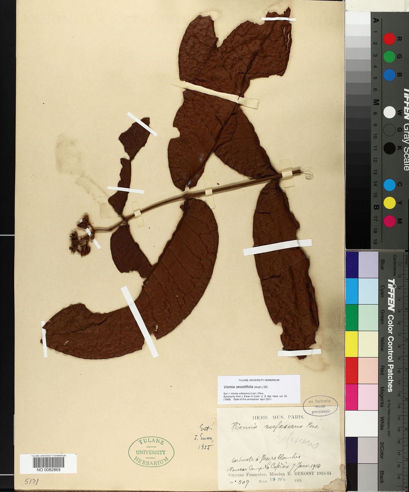 Vismia sessilifolia image
