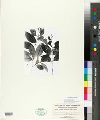Vismia sessilifolia image
