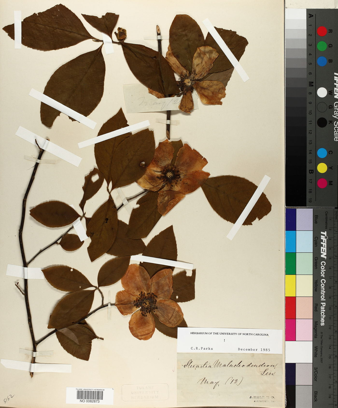 Stewartia malacodendron image