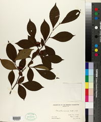 Stewartia sinensis image