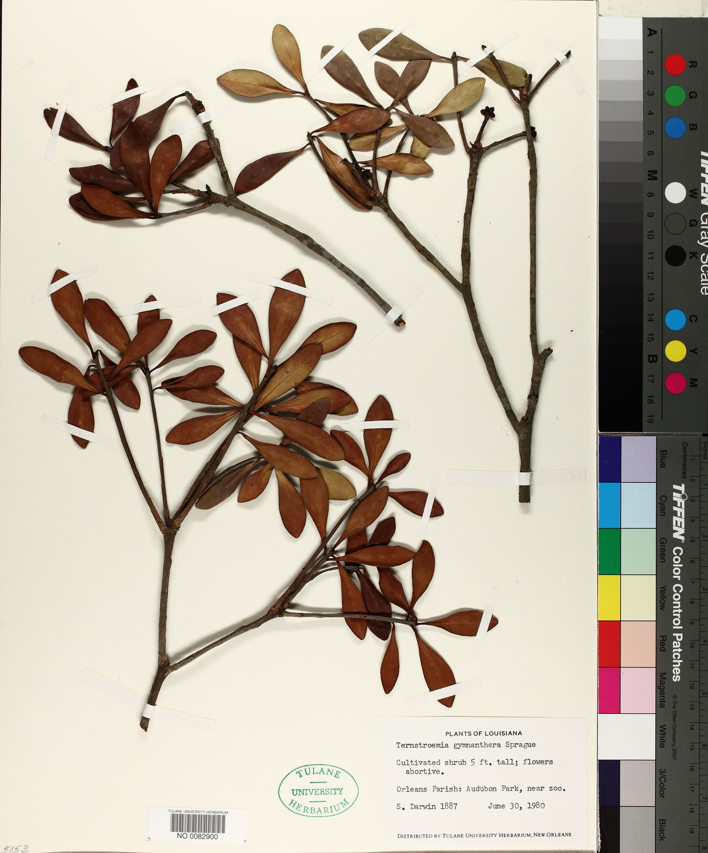 Ternstroemia gymnanthera image