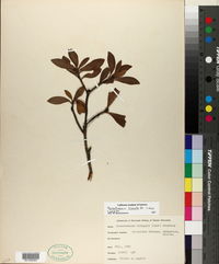 Ternstroemia lineata subsp. lineata image