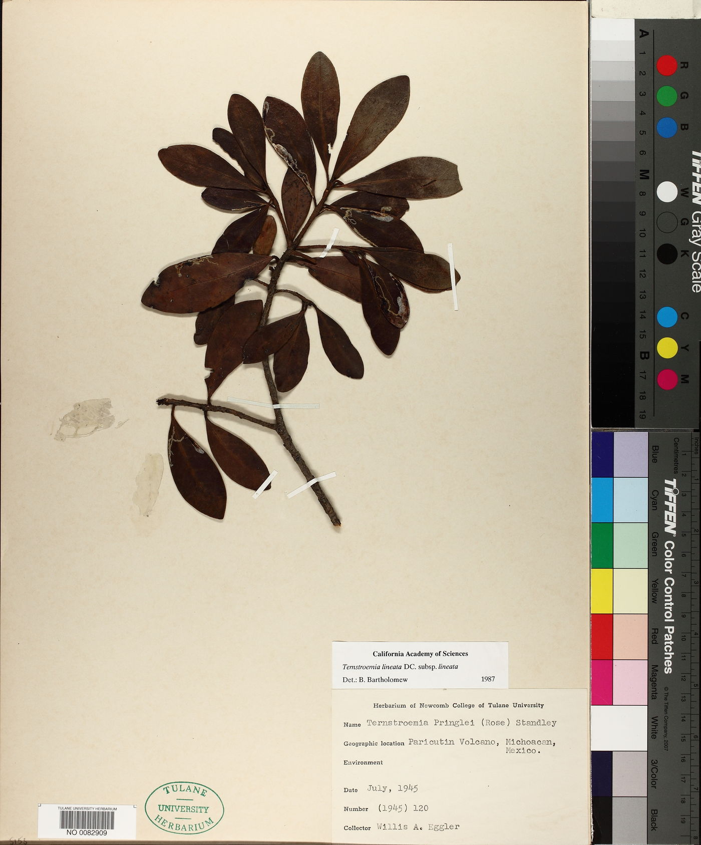 Ternstroemia lineata subsp. lineata image