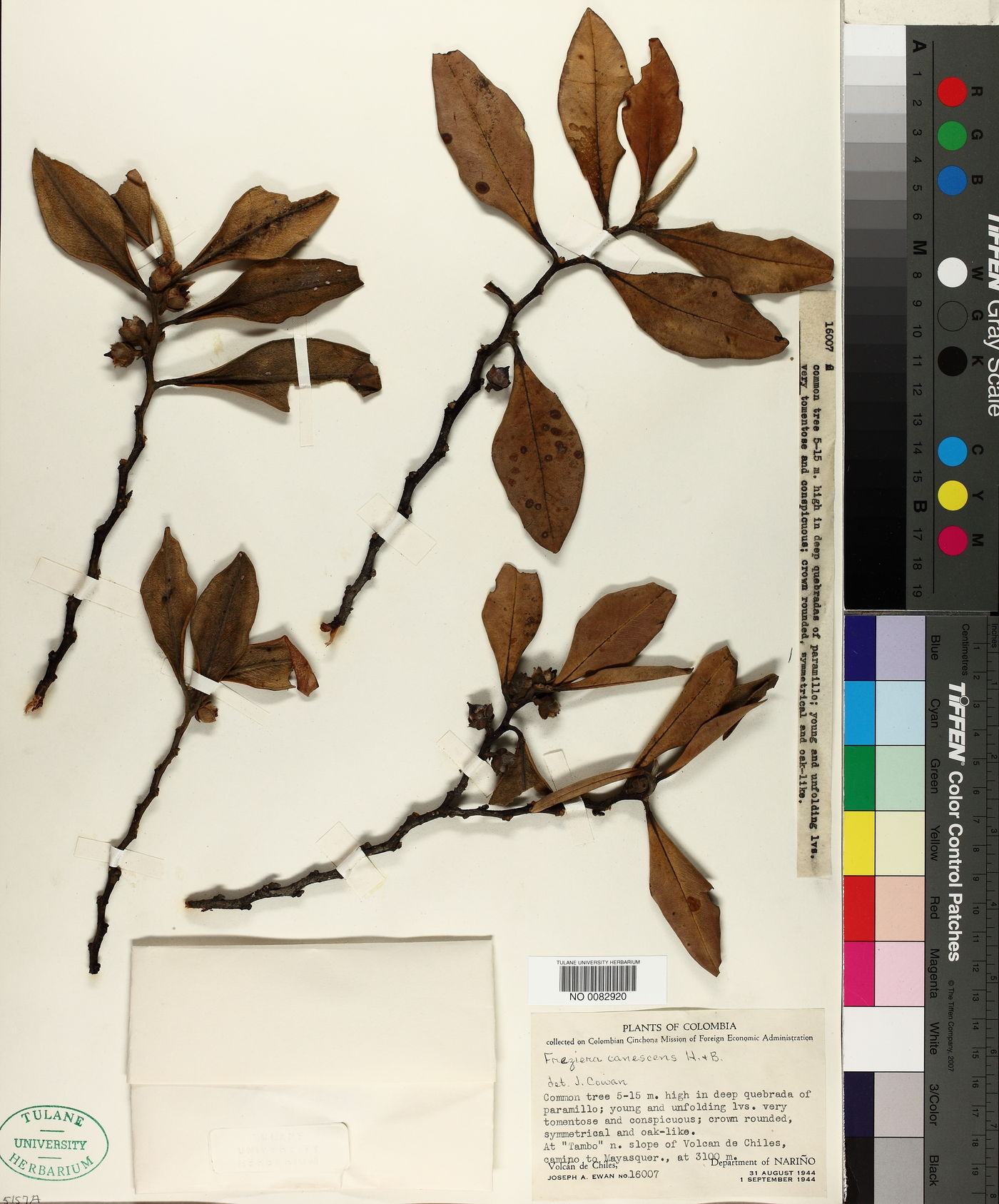 Freziera canescens image