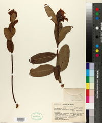 Kielmeyera rubriflora image