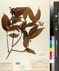 Image of Caraipa densifolia