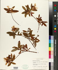 Image of Hypericum chinense