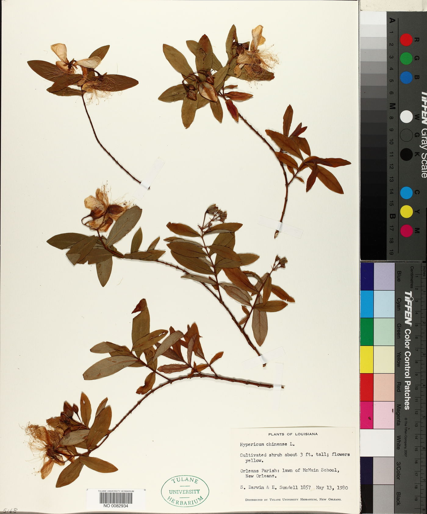 Hypericum chinense image