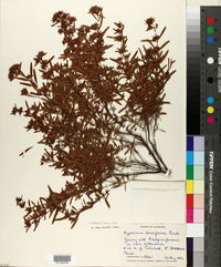 Hypericum galioides image