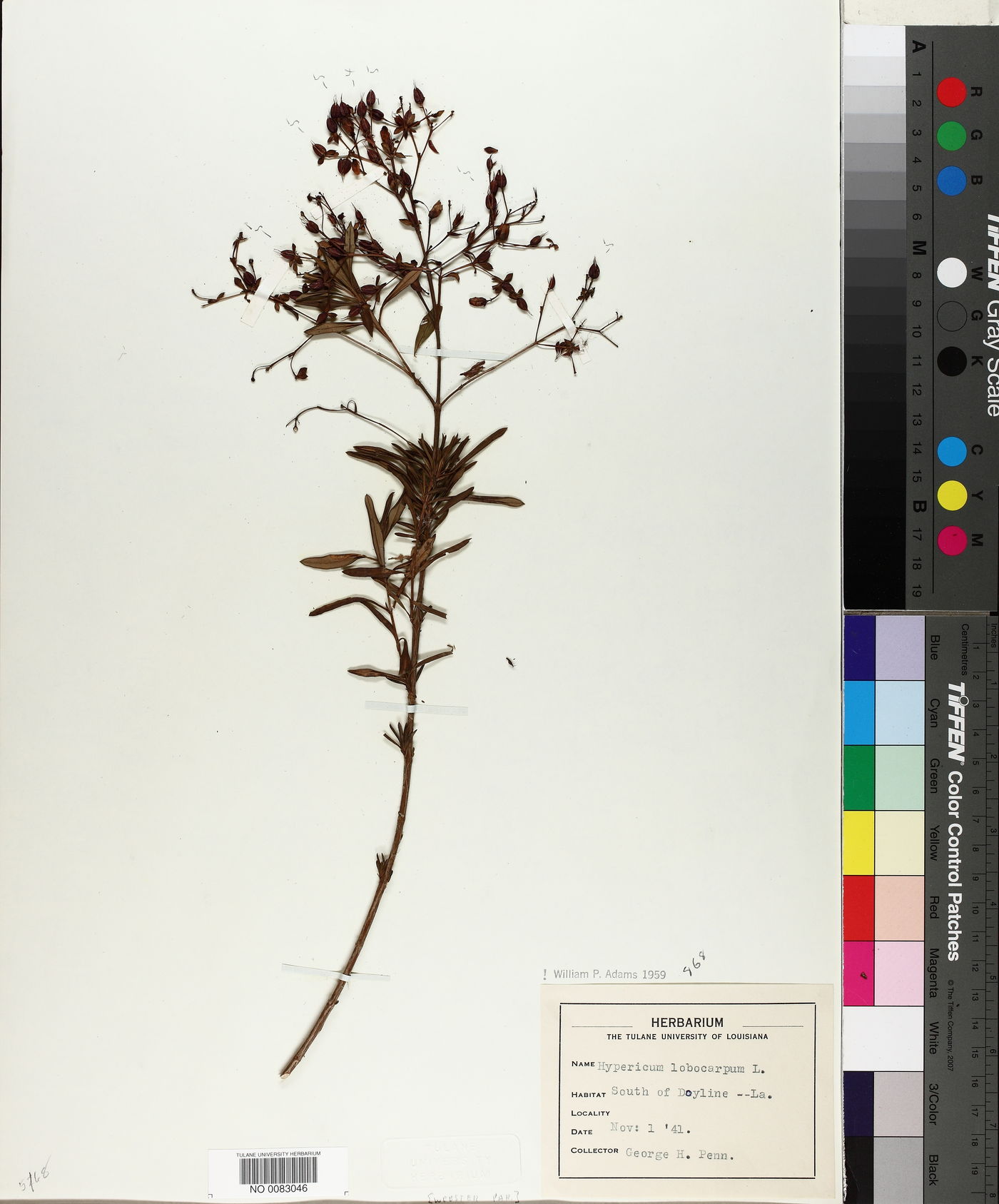 Hypericum lobocarpum image