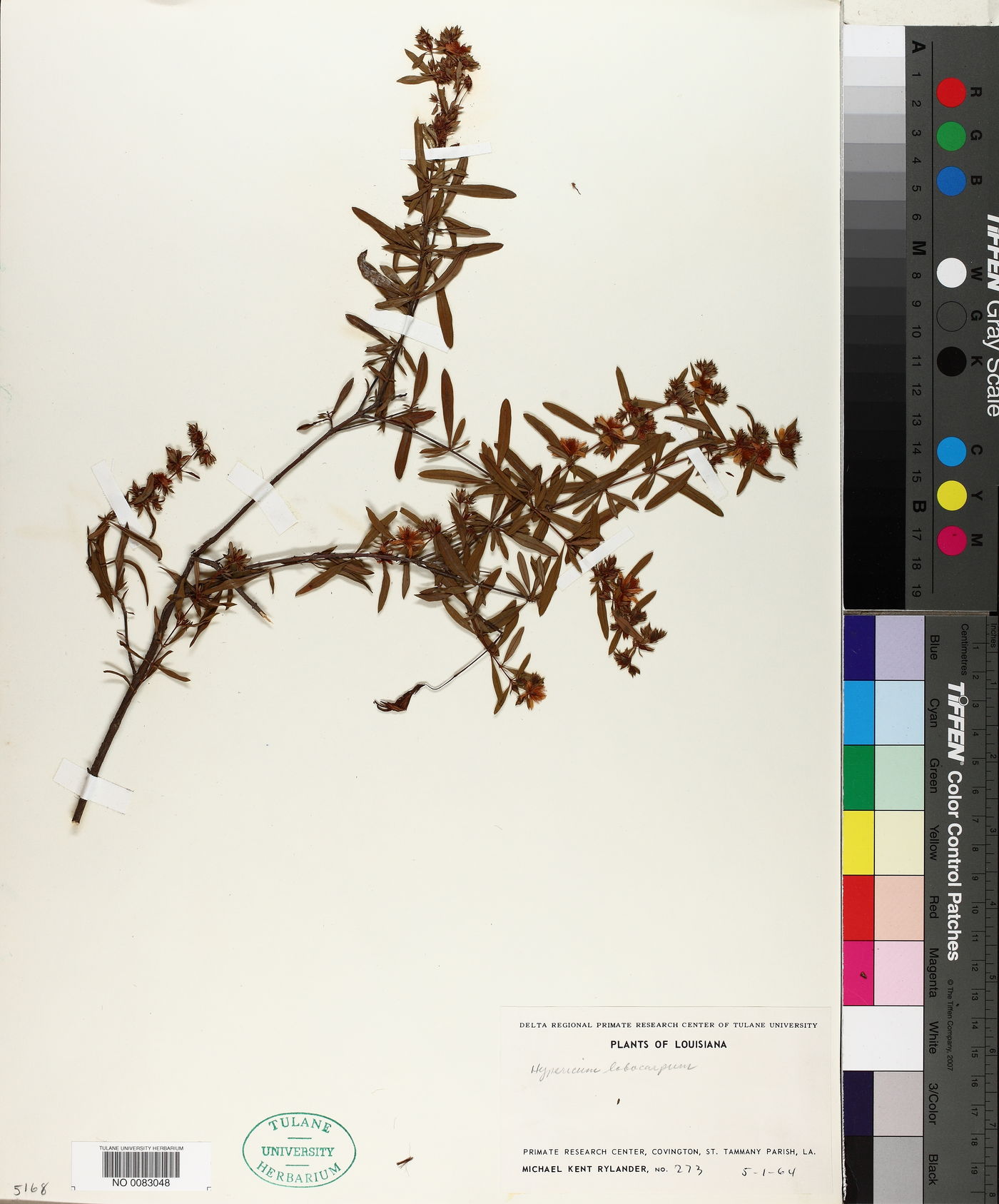 Hypericum lobocarpum image