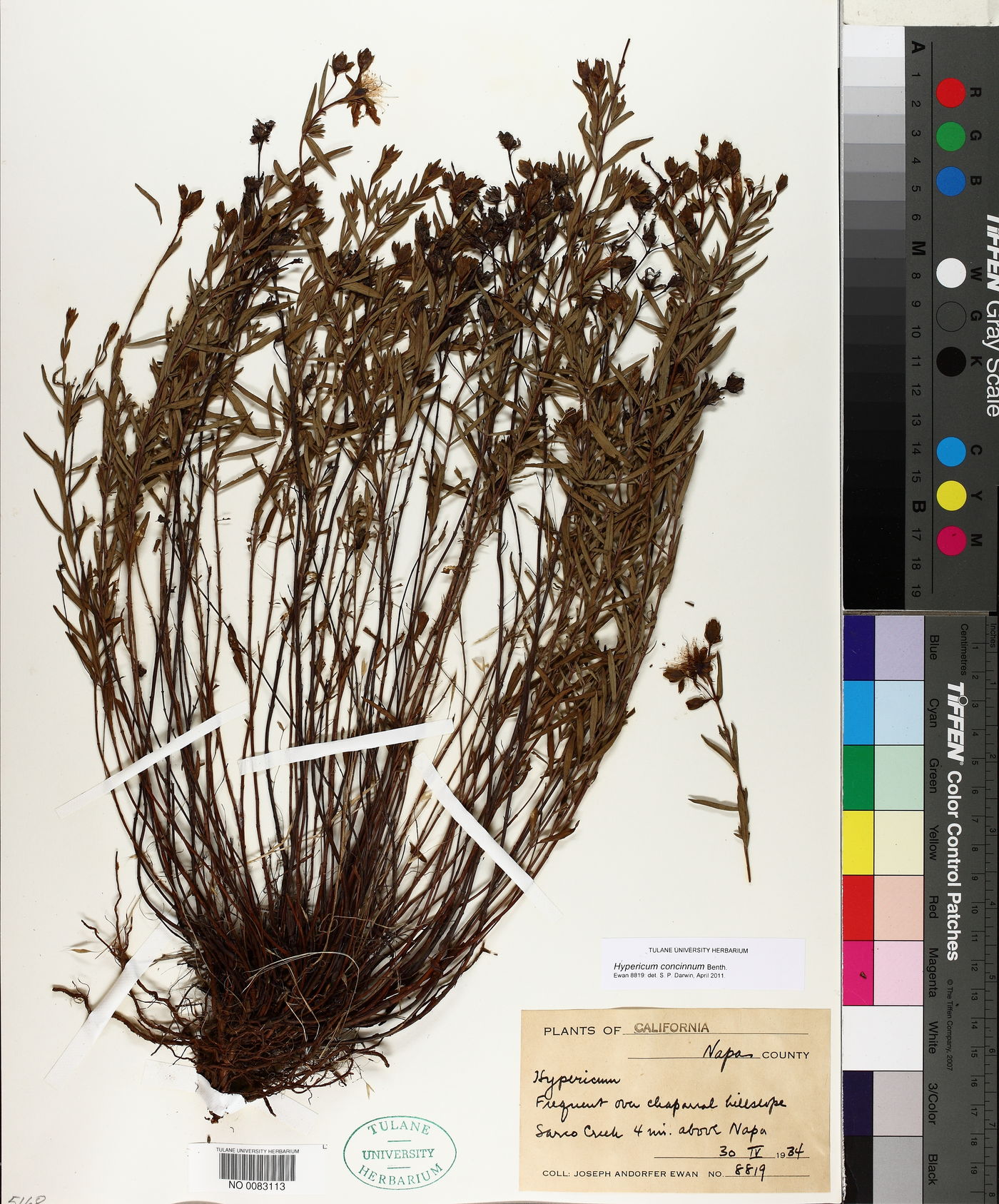 Hypericum concinnum image