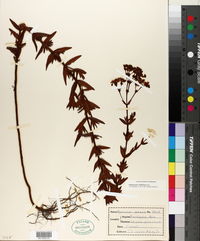 Hypericum cistifolium image