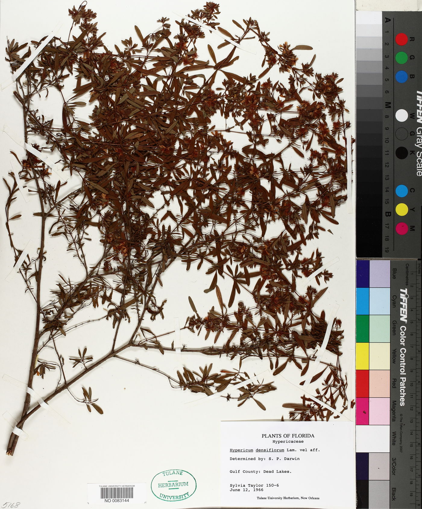 Hypericum densiflorum image