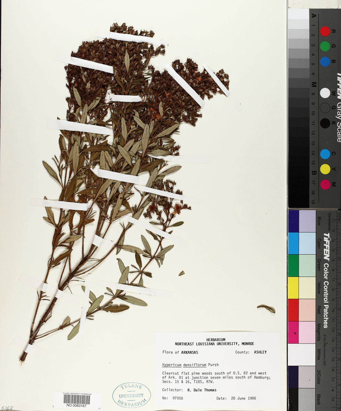 Hypericum densiflorum image