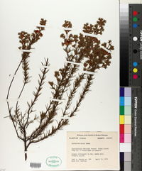 Hypericum nitidum subsp. exile image