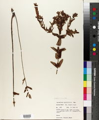 Hypericum myrtifolium image