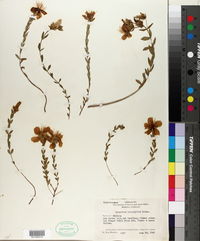 Image of Hypericum polyphyllum