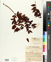 Hypericum leschenaultii image