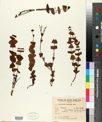 Image of Hypericum connatum