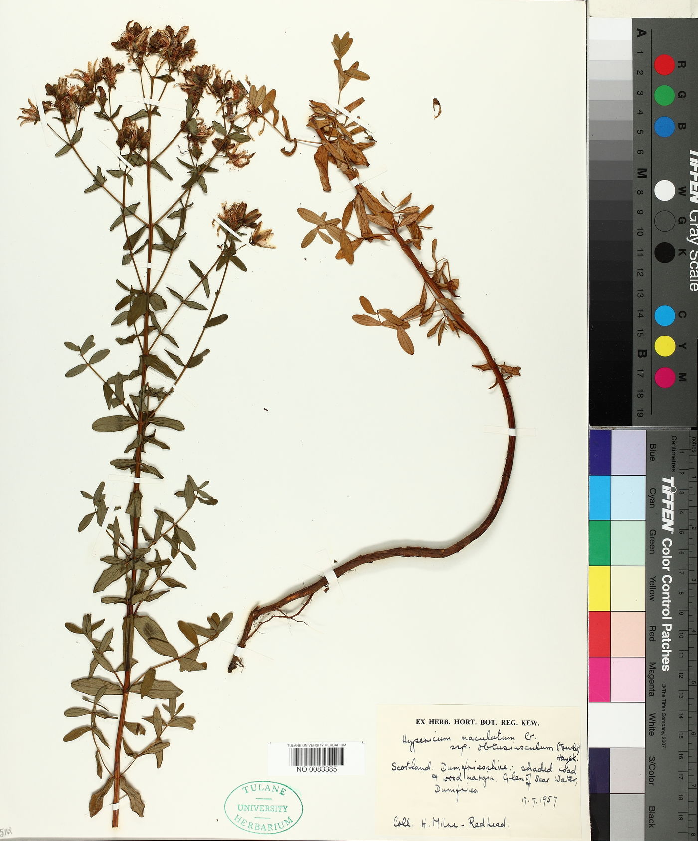 Hypericum maculatum subsp. obtusiusculum image