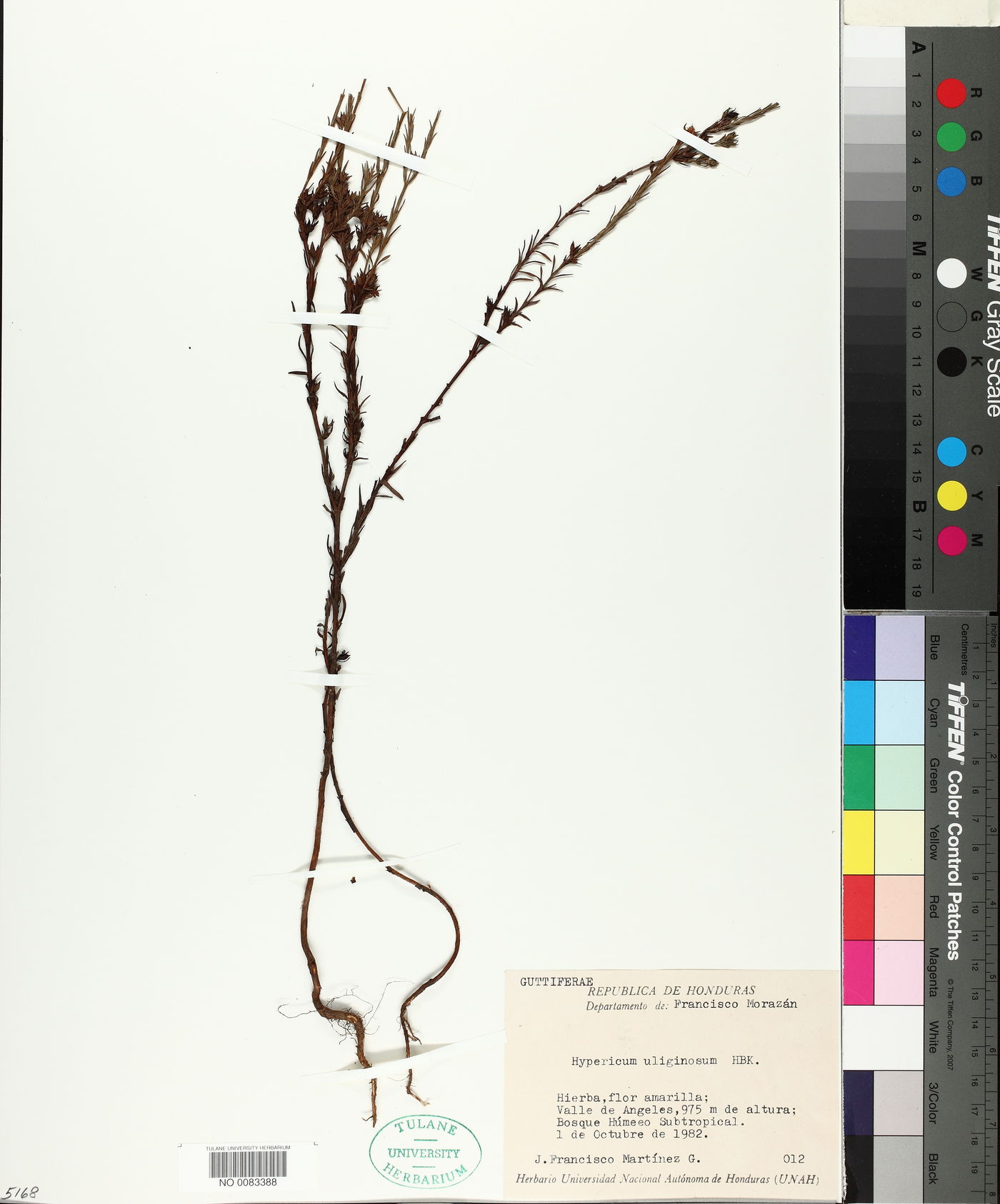 Hypericum thesiifolium image