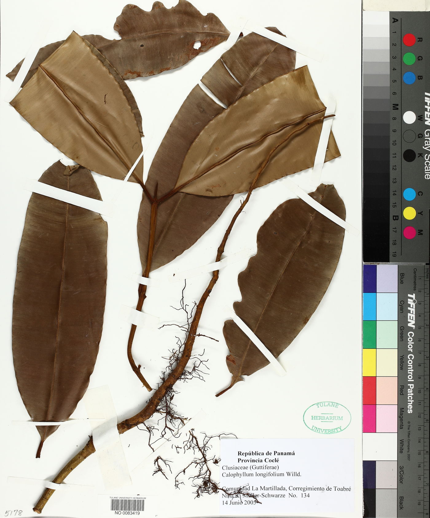 Calophyllum longifolium image