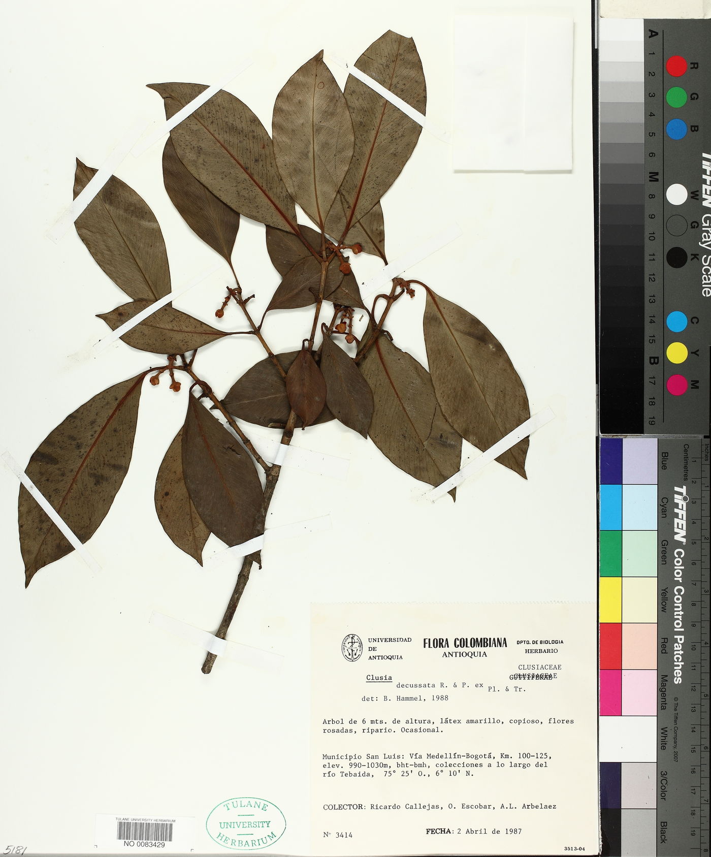 Clusia decussata image