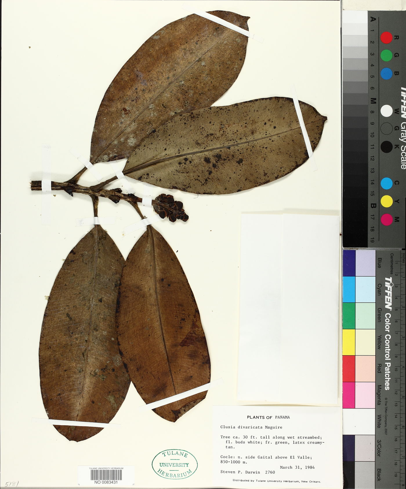 Clusia divaricata image